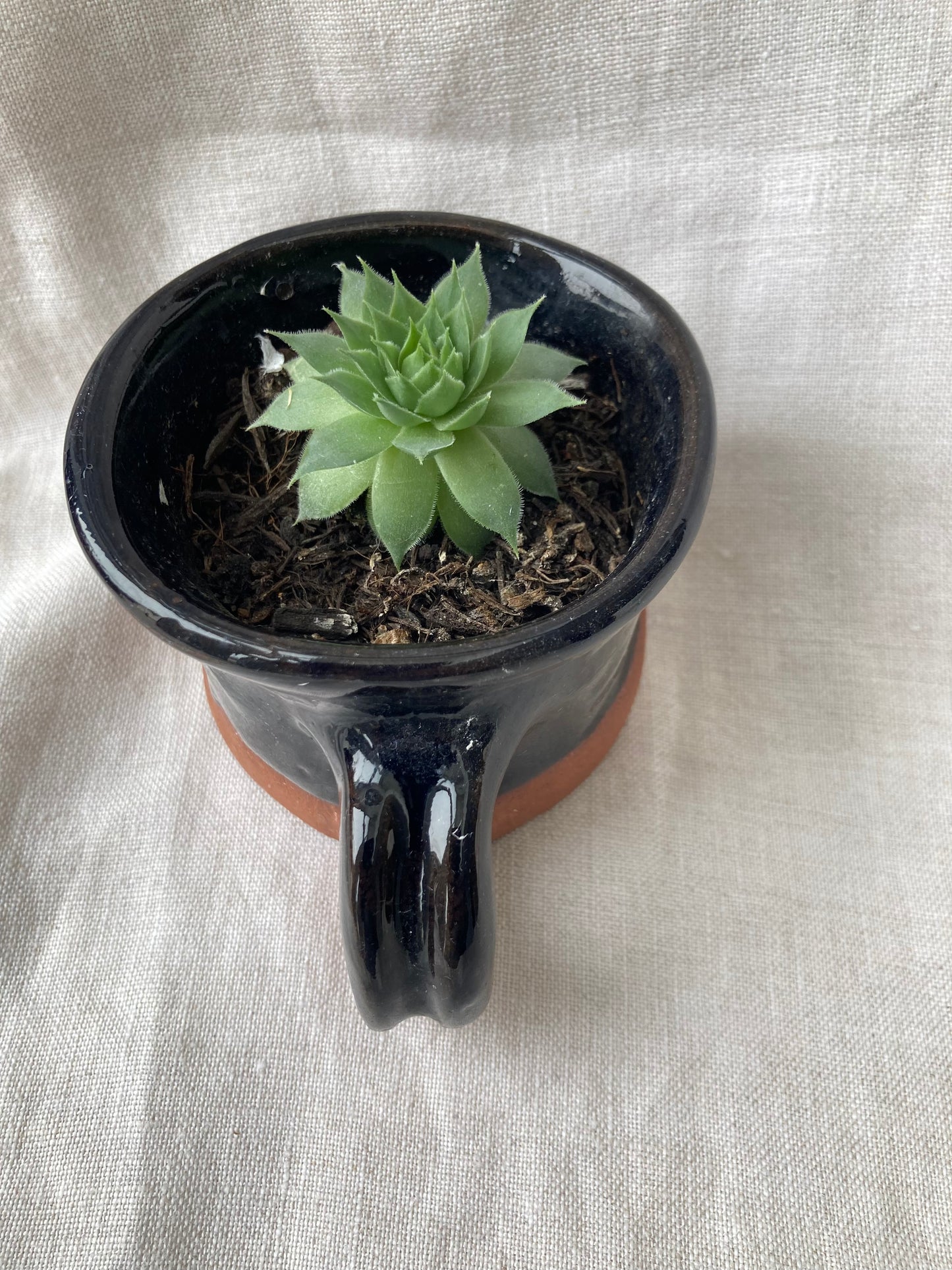 Dark Blue Blue - Terracotta Pot